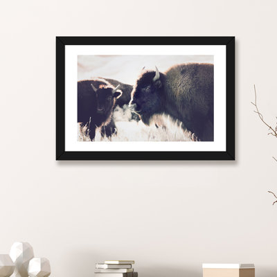 Photographie buffalo