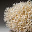 Coral Animals Decorative Object-999671482