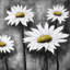 «White Rustic Daisies at Sun», toile encadrée | Décoration intérieure