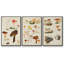 Champignon X-91887170-91887168