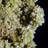 Pyromorphite Crystal Cluster. Daoping Mine