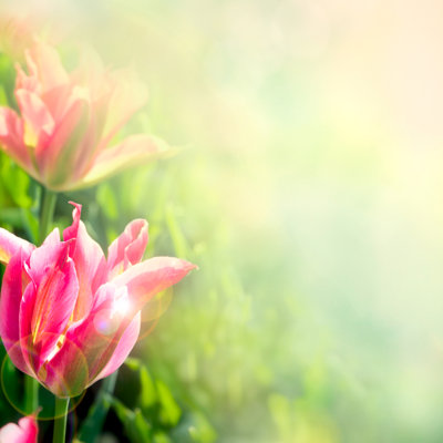 Tulip Flowers Background by Chuvipro - No Frame Art Prints on Canvas