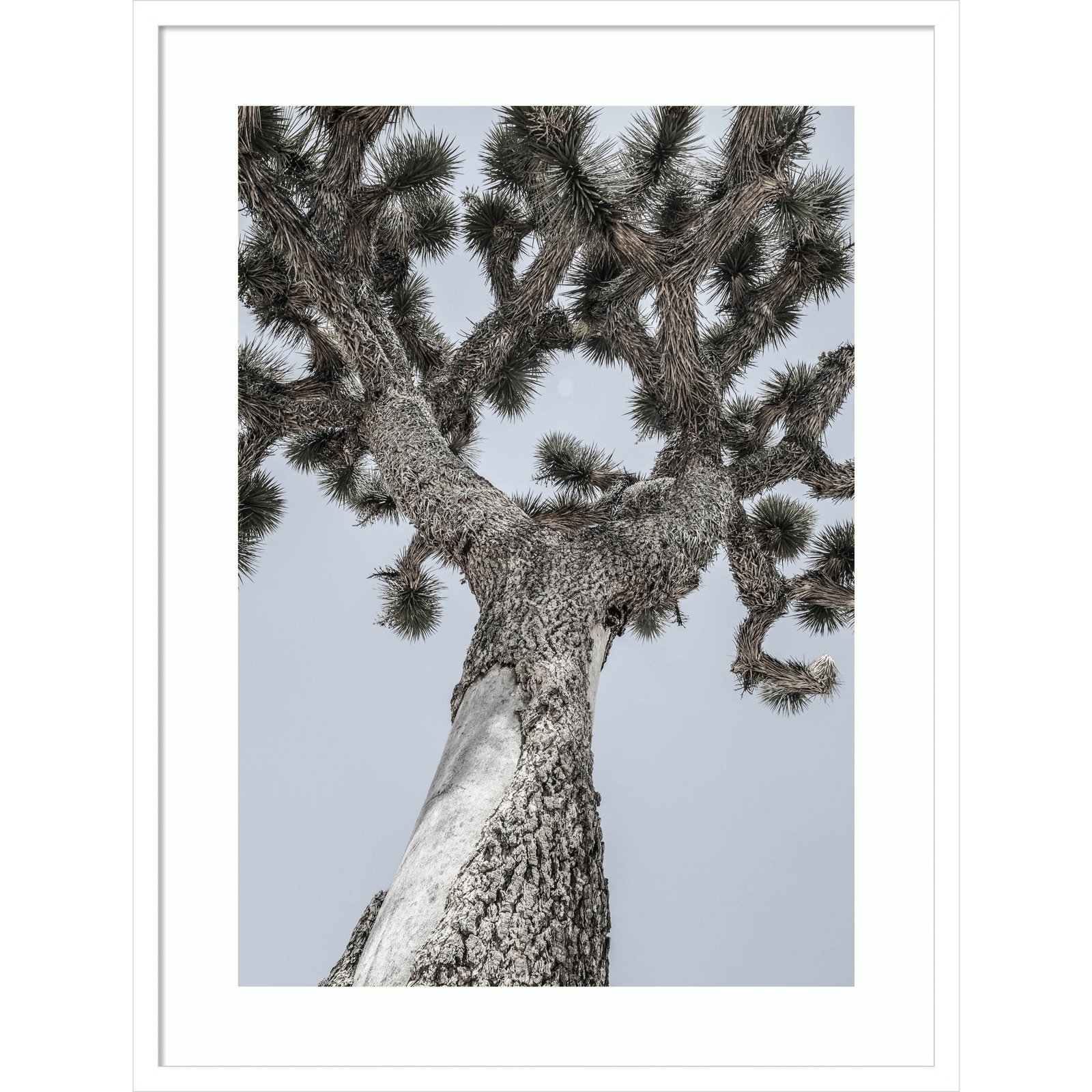 Daisey "Joshua" Print by Shot by Clint, White, 33" H x 25" W