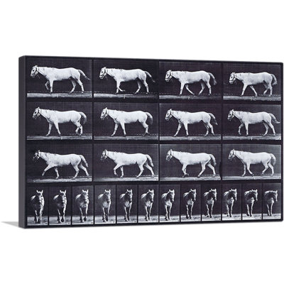 " White Horse, Animal Locomotion " by Eadweard Muybridge