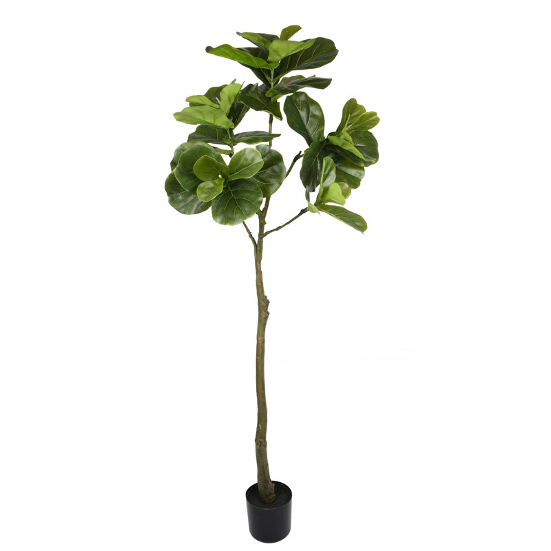 Arbre de figues à feuille en pot