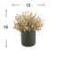 Seeded Eucalyptus Arranged in a Fiberstone Pot-152904423-152904422
