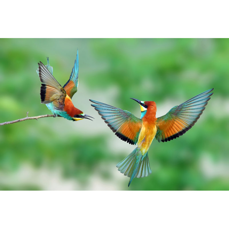 European Bee-Eater (Merops Apiaster) In Natural Habitat by Richard Constantinoff - Wrapped Canvas Print