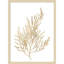 «Neutral Algae II» par Jennifer Goldberger, impression sur bois encadrée-100672019