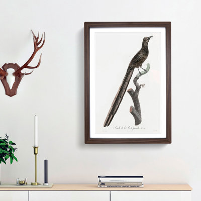 A Magpie Bird of Paradise by Jacques Barraband - Framed Print