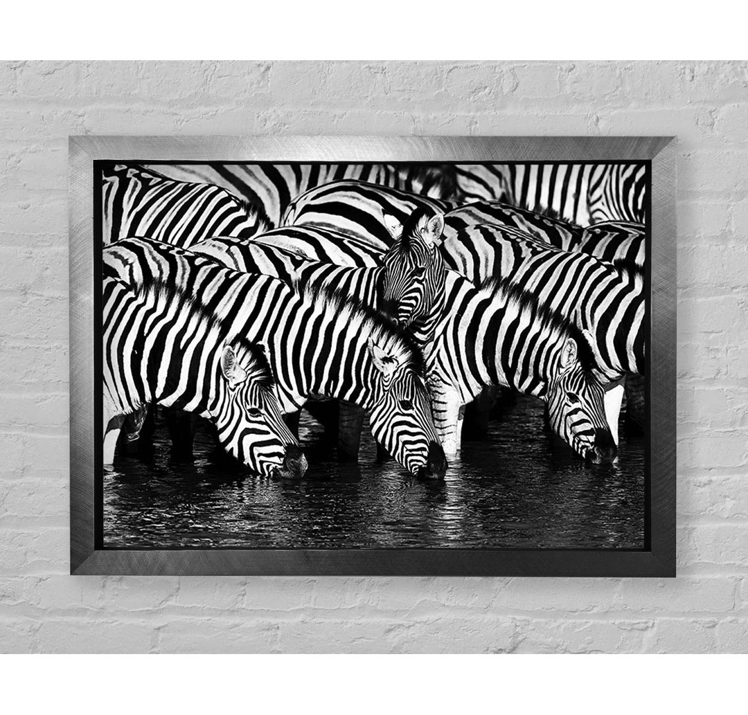 Zebra Trinken - Druck