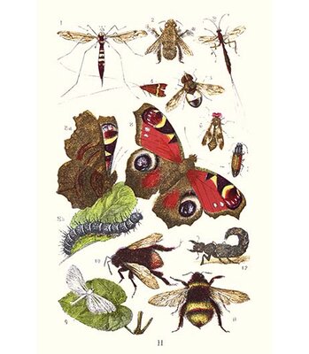 Mason Bee, Sting-fly, Peacock Butterfly, Humble Bee' by James Sowerby Graphic Art -  Buyenlarge, 0-587-18733-LC2842