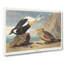 King Duck Bird by John Audubon - Wrapped Canvas-55304362