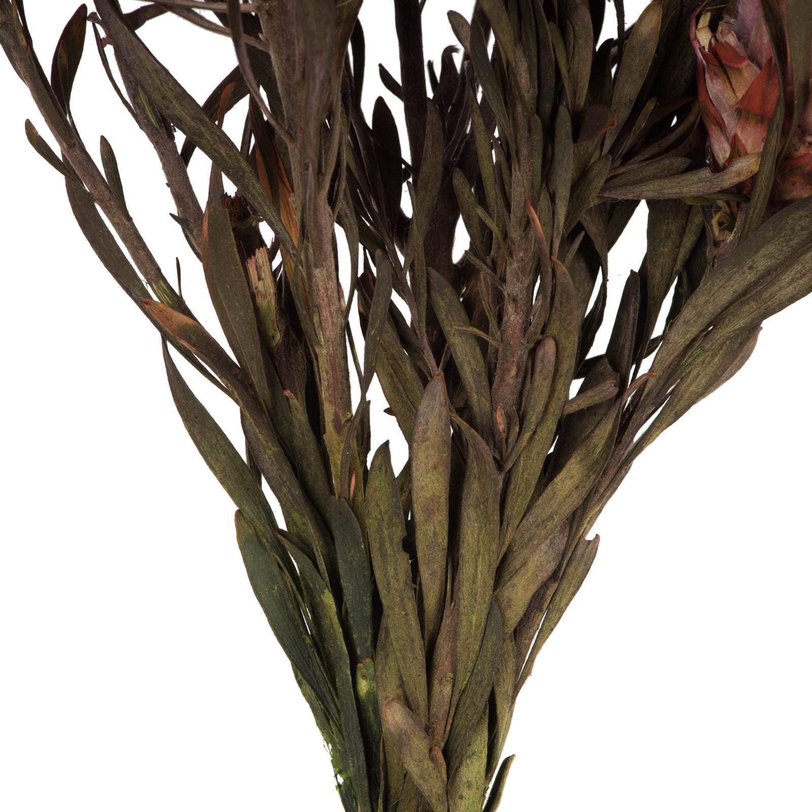 Preserved Plumosum Stems, Purple