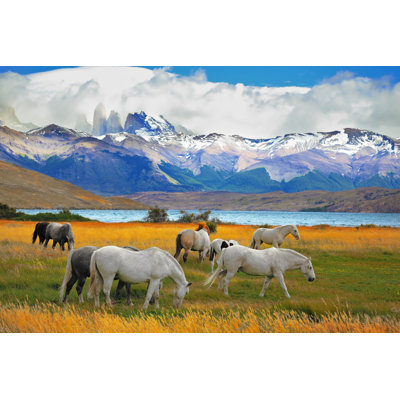 Horses Grazing - Wrapped Canvas Print