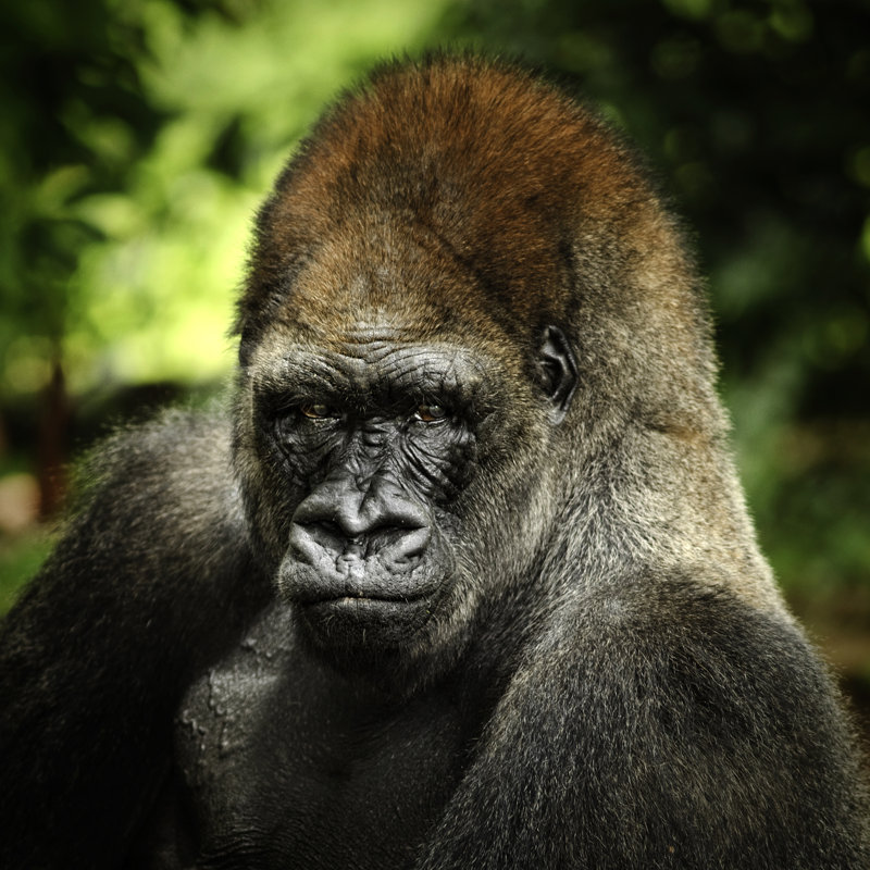 Gorilla Portrait by THEPALMER - Wrapped Canvas Print, 122cm H x 122cm W