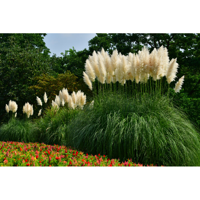 Pampas Grass by Magicflute002 - No Frame Art Prints on Canvas, 20cm H x 30cm W