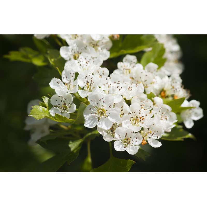 Hawthorn par - Photographie sur toile tendue, H 8 po x l 12 po