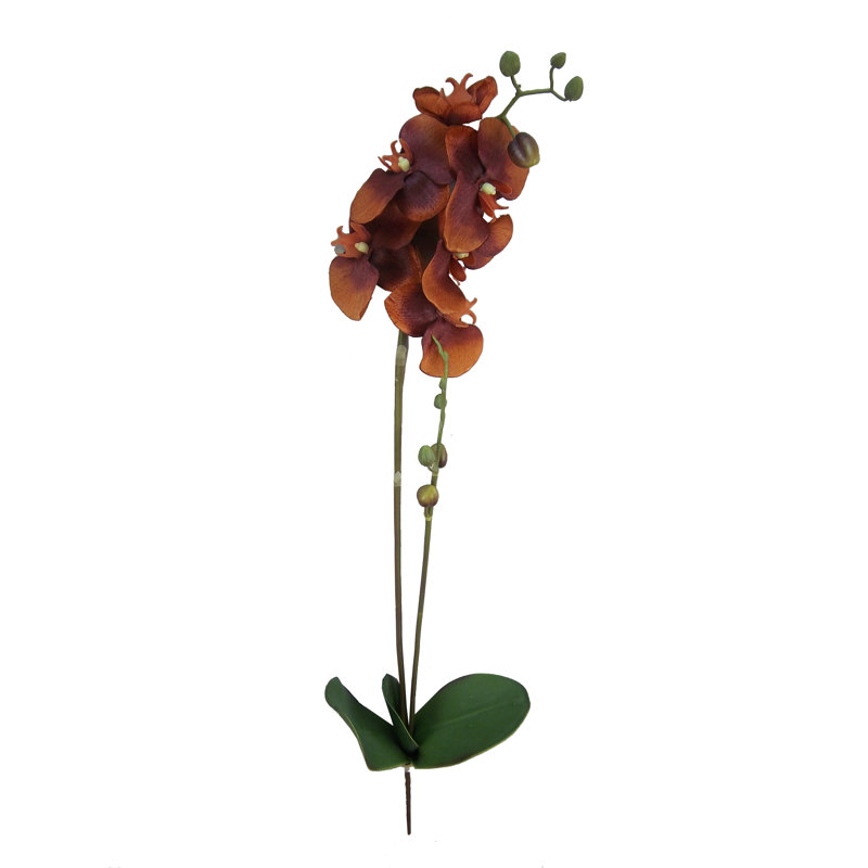 Orchid Arrangement, Red