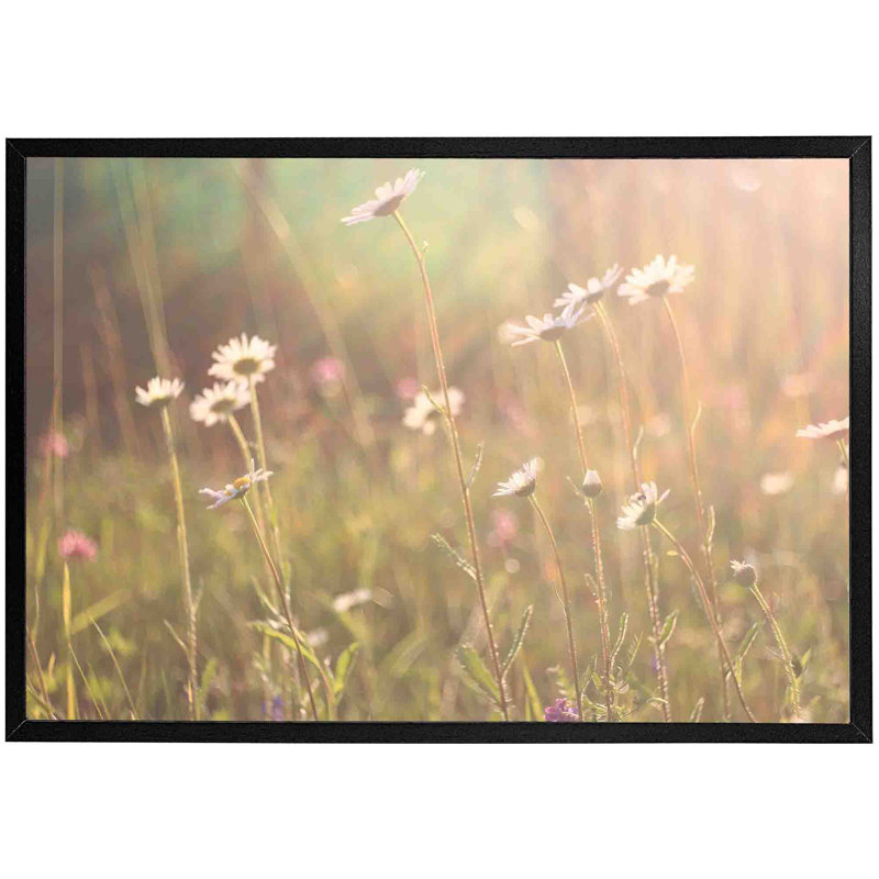 Congers Chamomile - Single Picture Frame Print, Black, 76cm H x 114cm W x 4cm D