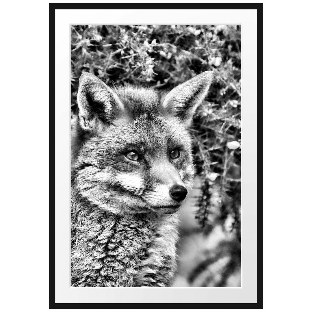 Gerahmtes Poster Aufschauender Fuchs