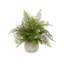 Ensemble de 3 plantes fougères en pot