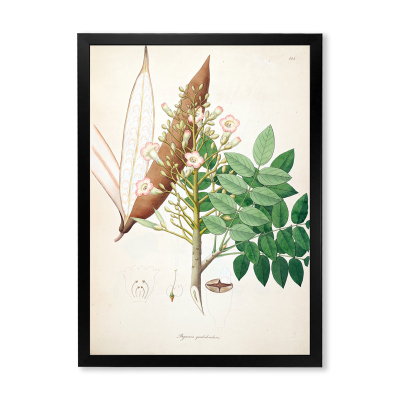 «Vintage Botanicals» - Peinture sur toile, H 32 po x l 16 po x P 1 po, Cadre photo noir