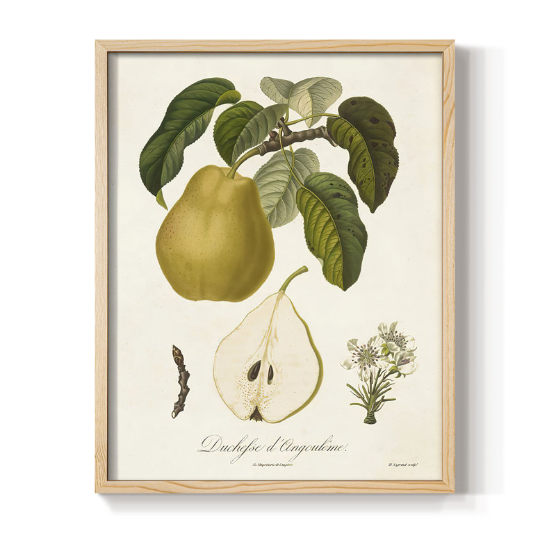 Vintage Pears I, reproduction encadrée - bois massif, H 11 po x l 9 po
