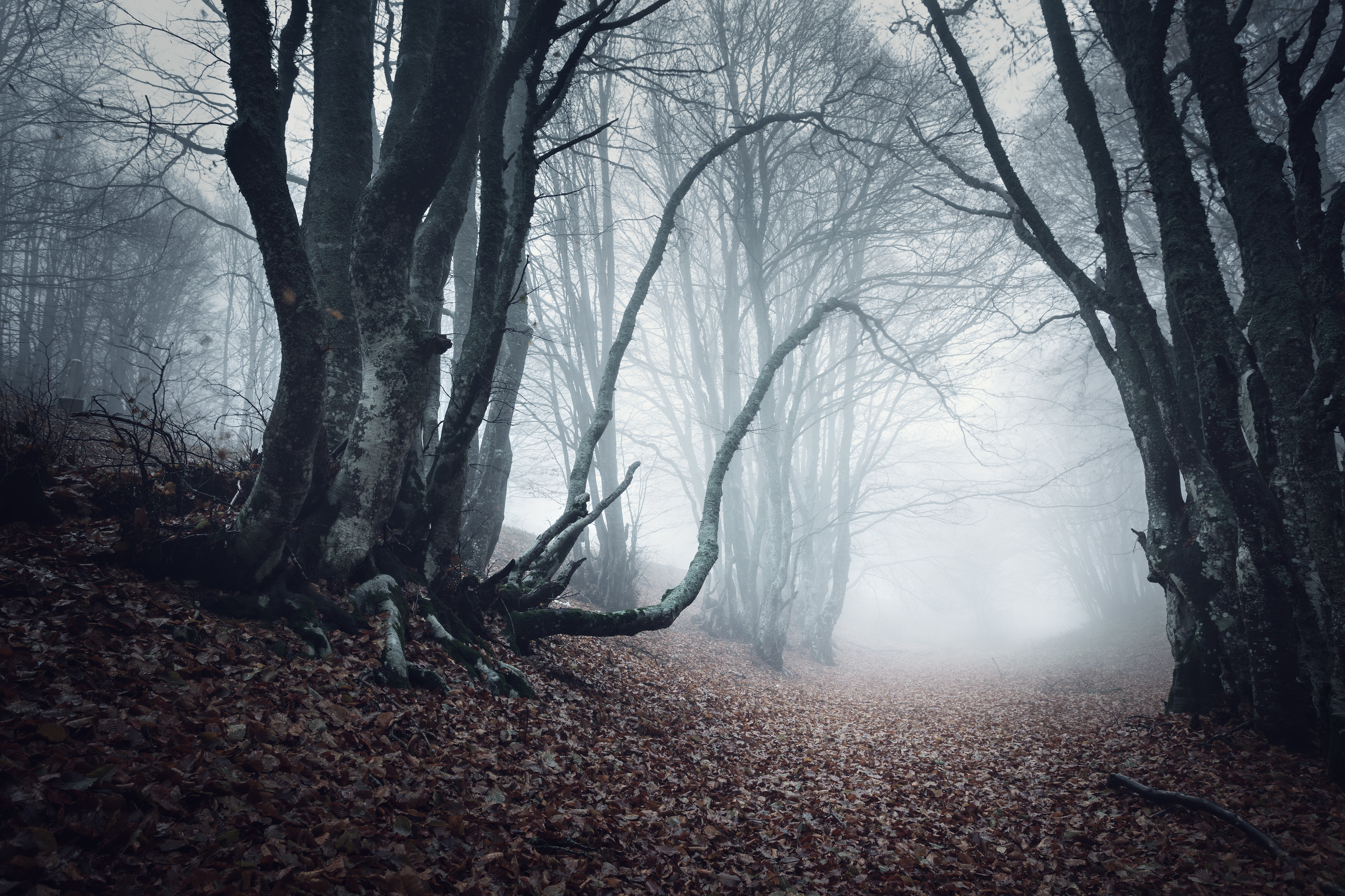 Millwood Pines Trail Through a Mysterious Dark Old Forest in Fog ...