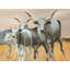 Nguni Breeding Print On Canvas-98694189