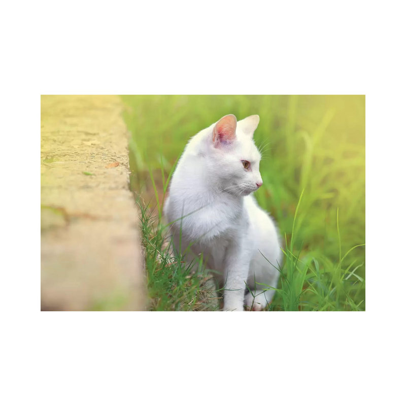 « White Cat 61 » par Ben Heine-reproduction de photo, Pas de tapis, Toile tendue, H 18 po x l 26 po x P 1,5 po