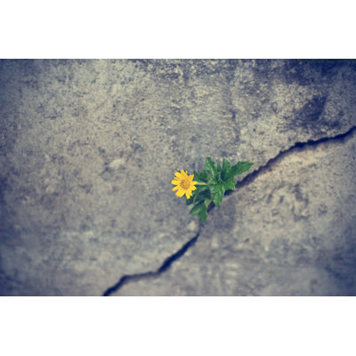 " Yellow Flower Growing On Crack Grunge Wall, Soft Focus " by Ipopba