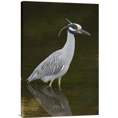 " Yellow-Crowned Night Heron "
