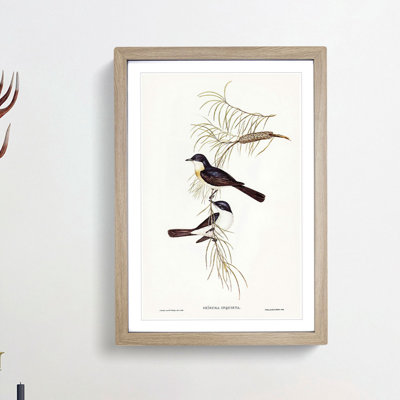 Restless Flycatcher Birds by Elizabeth Gould - Picture Frame Painting Print
