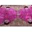 Coussin en velours miroitant magenta - 16 x 16 po | Soie de luxe faite à la main