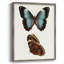 Reproduction encadrée de papillons bleus antiques IV - bois massif-2131606875