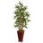 54'' Faux Bamboo Tree in Wood Planter