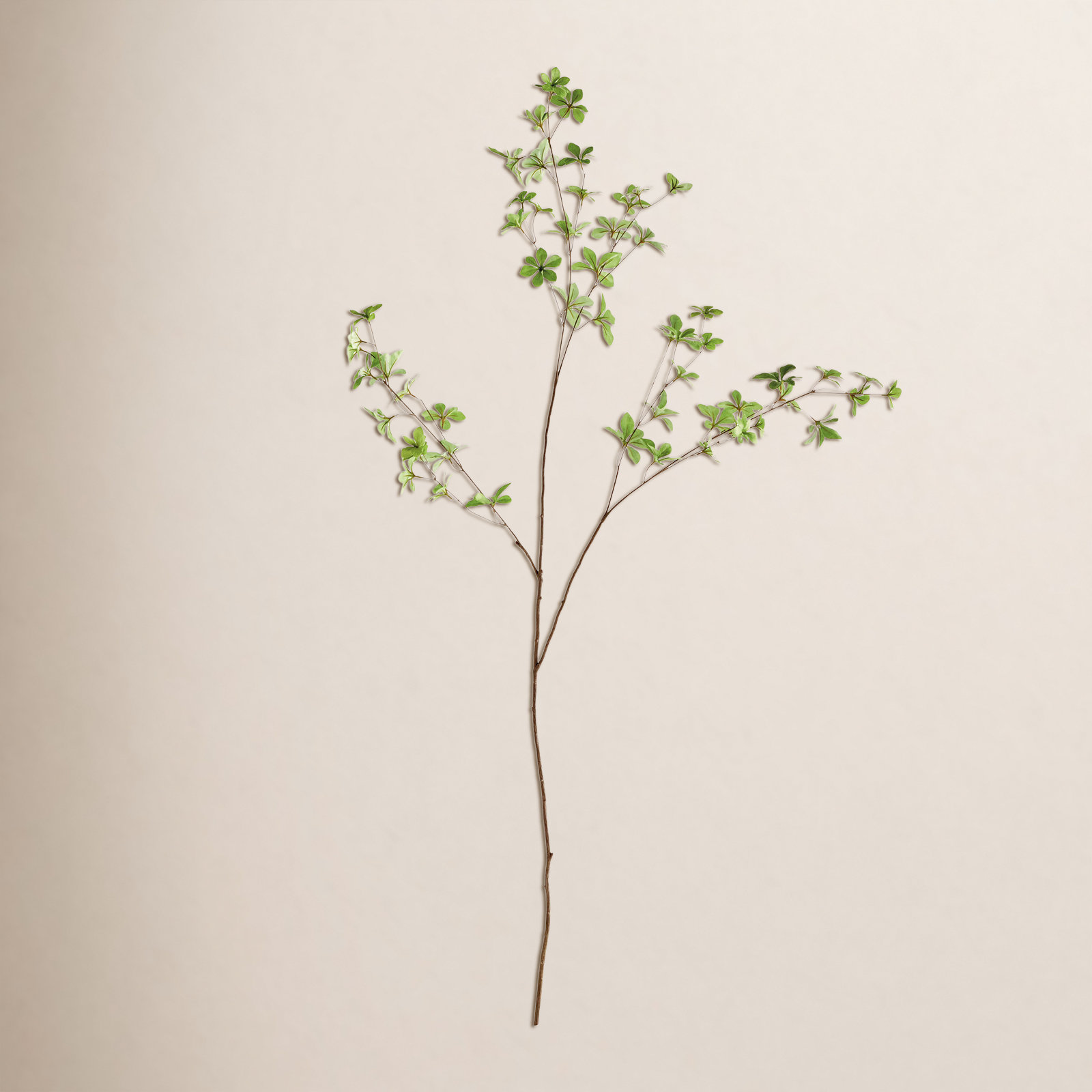 Iggy JAPANESE DODAN BRANCH 50"