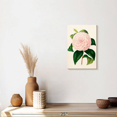 Camellia Flower