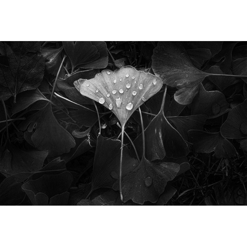 Ginkgo Print by Scott Norris, 17.25" H x 21.25" W x 0.875" D