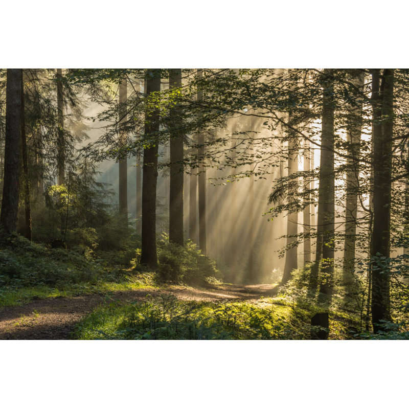 " Morning Walk ", 20" H x 30" W x 1" D