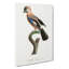 Eurasian Jay Bird by Jacques Barraband - Wrapped Canvas-55370467