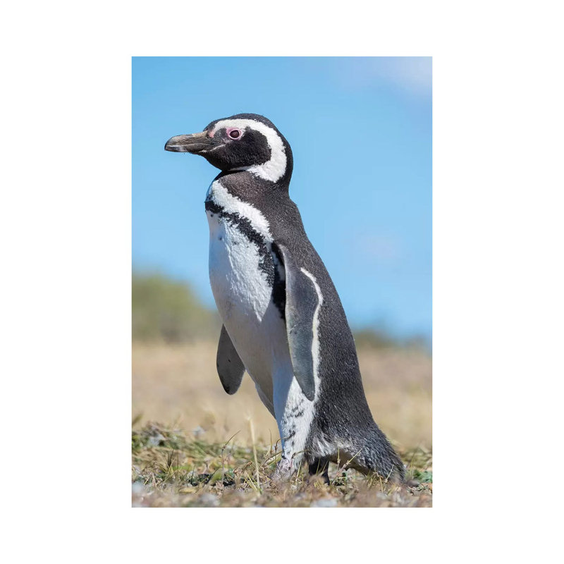 Magellanic Penguin in Colony in Valdes, Patagonia, Argentina, Valdes 1 Piece Wrapped Canvas Wall Art