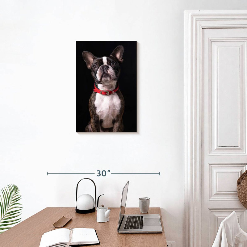 Beau terrier de Boston, H 24 po x l 16 po