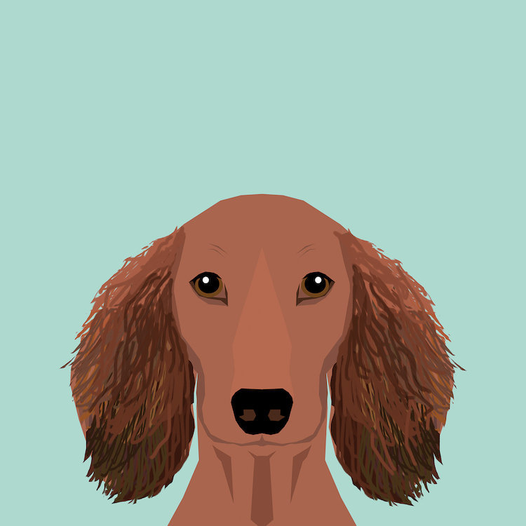 « Teckel II » par pet friendly-impression giclée sur toile tendue avec châssis, H 24 po x l 24 po x P 1 po, Blanc