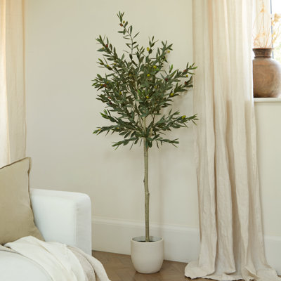 157cm Plant