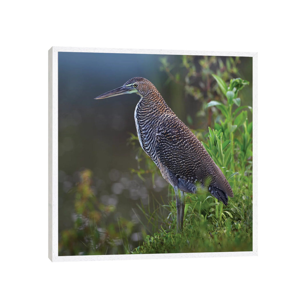 Bare-Throated Tiger Heron Portrait, Costa Rica von Tim Fitzharris - Galerie-verpackte Leinwand Giclée auf Leinwand