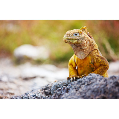 Land iguana 1 Piece Wrapped Canvas Wall Art