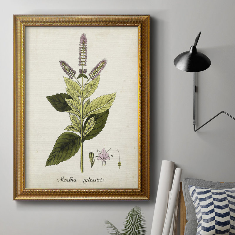 " Antique Herb Botanical VI ", 20" H x 16" W