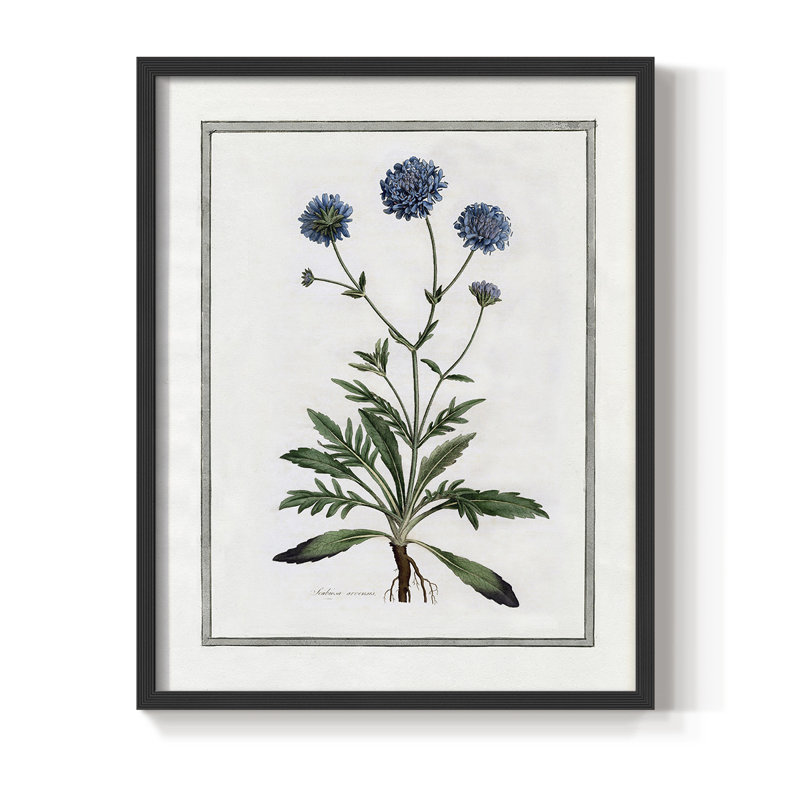 «Soft Botanical II», reproduction encadrée - bois massif, H 20 po x l 16 po, Noir