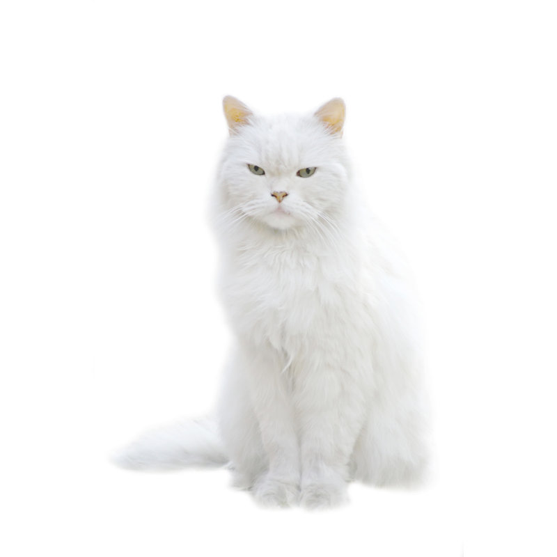 A White Fluffy Cat Sitting Isolated On White Background by Macroworld - Print, 122cm x 81cm W